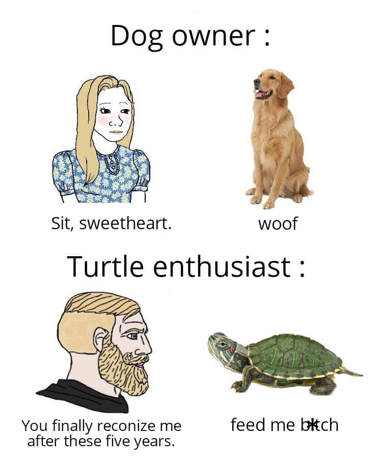 meme kartun tentang hewan peliharaan