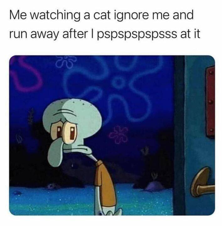 meme kartun tentang hewan peliharaan