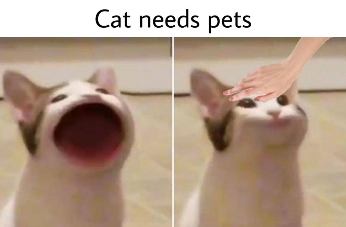 meme kartun tentang hewan peliharaan