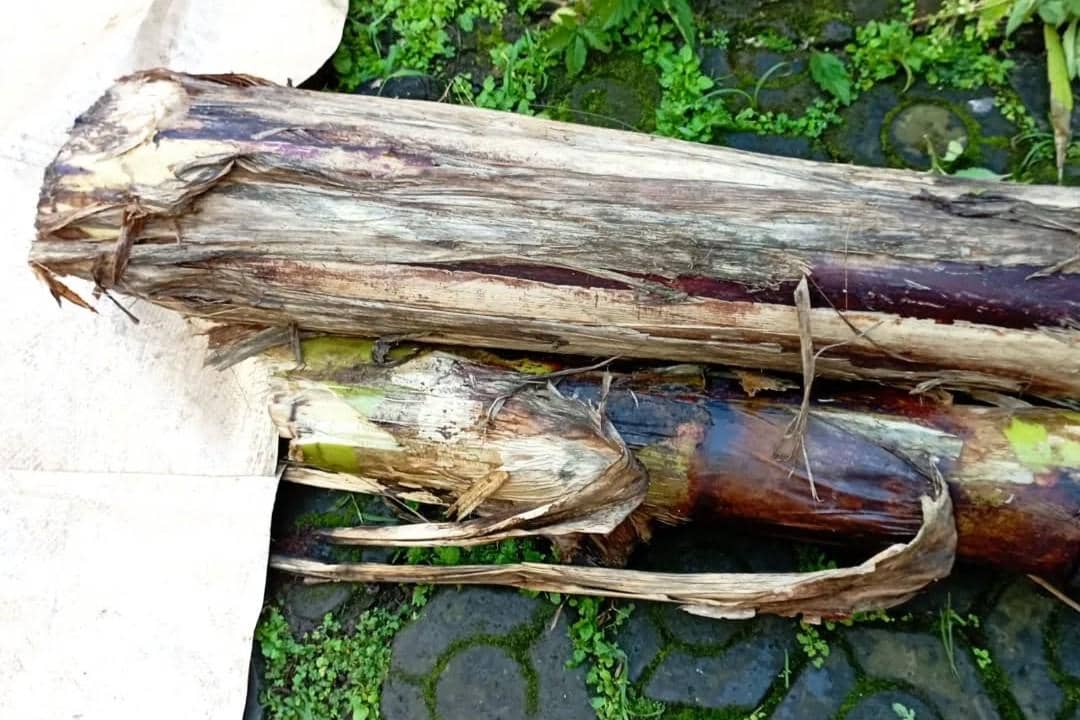 Ilustrasi batang pisang