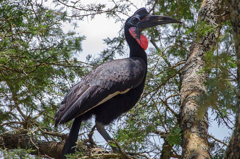 Kondisi populasi rangkong tanah utara di alam liar terus mengalami penurunan karena berbagai alasan.