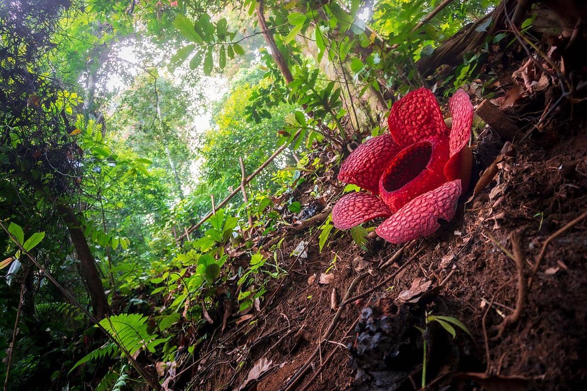 Bunga Rafflesia arnoldii sedang mekar sempurna di tengah hutan tropis Bengkulu Utara