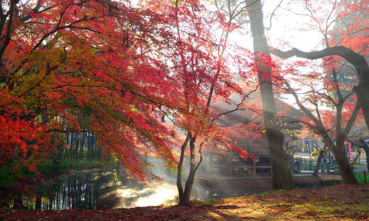 ilustrasi Chuson-ji Temple