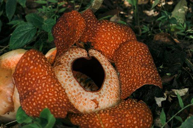bunga Rafflesia arnoldii