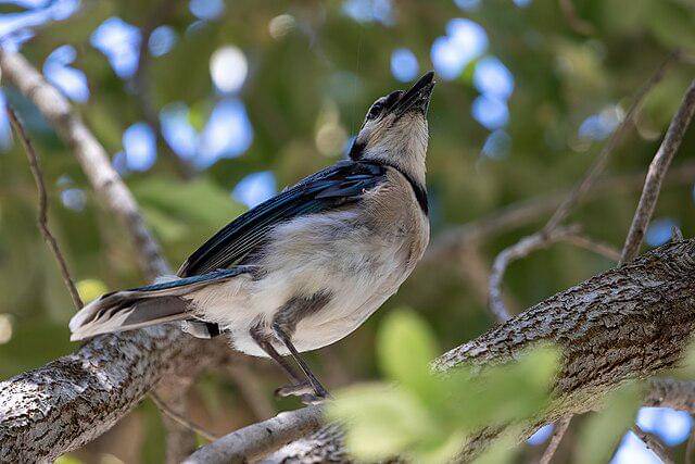 potret burung blue jay
