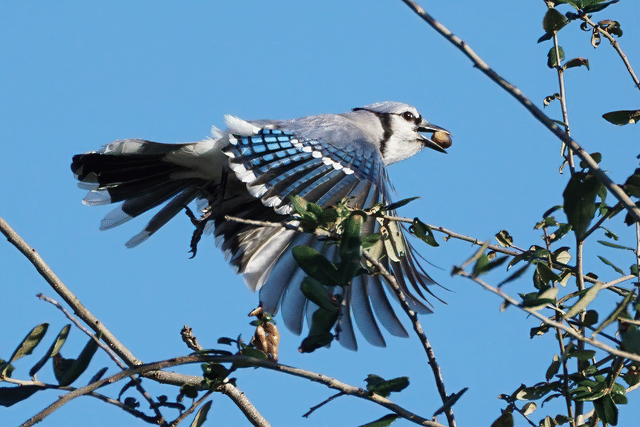 potret burung blue jay