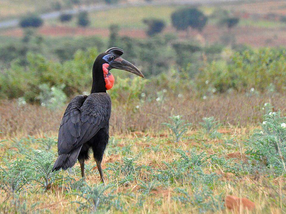 potret rangkong tanah utara sedang berada di padang rumput
