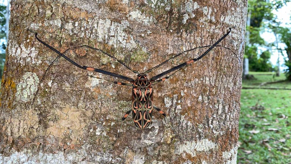 Acrocinus longimanus