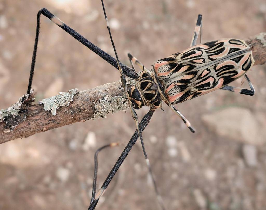 Acrocinus longimanus