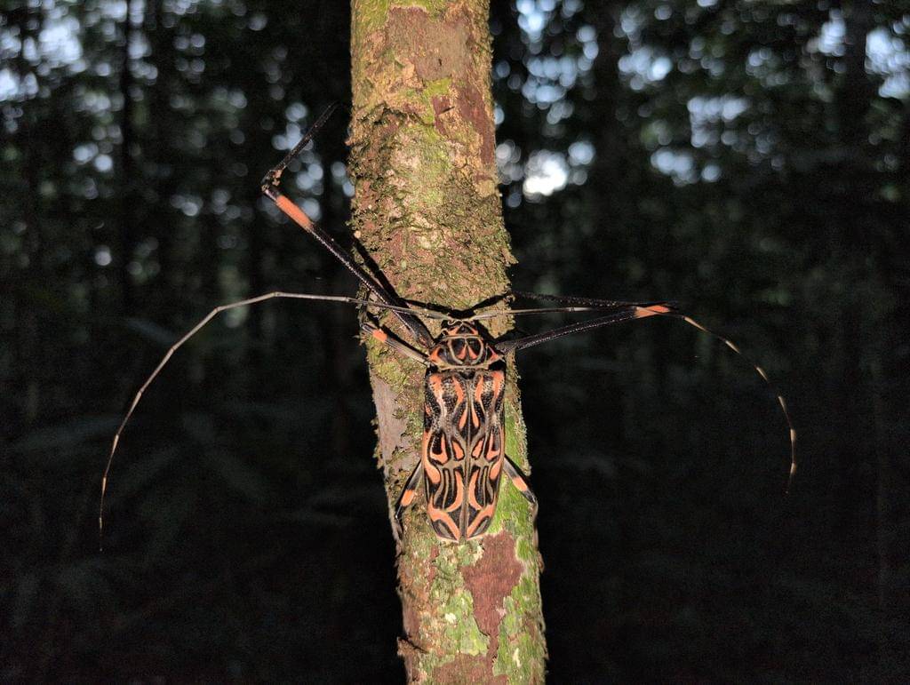 Acrocinus longimanus