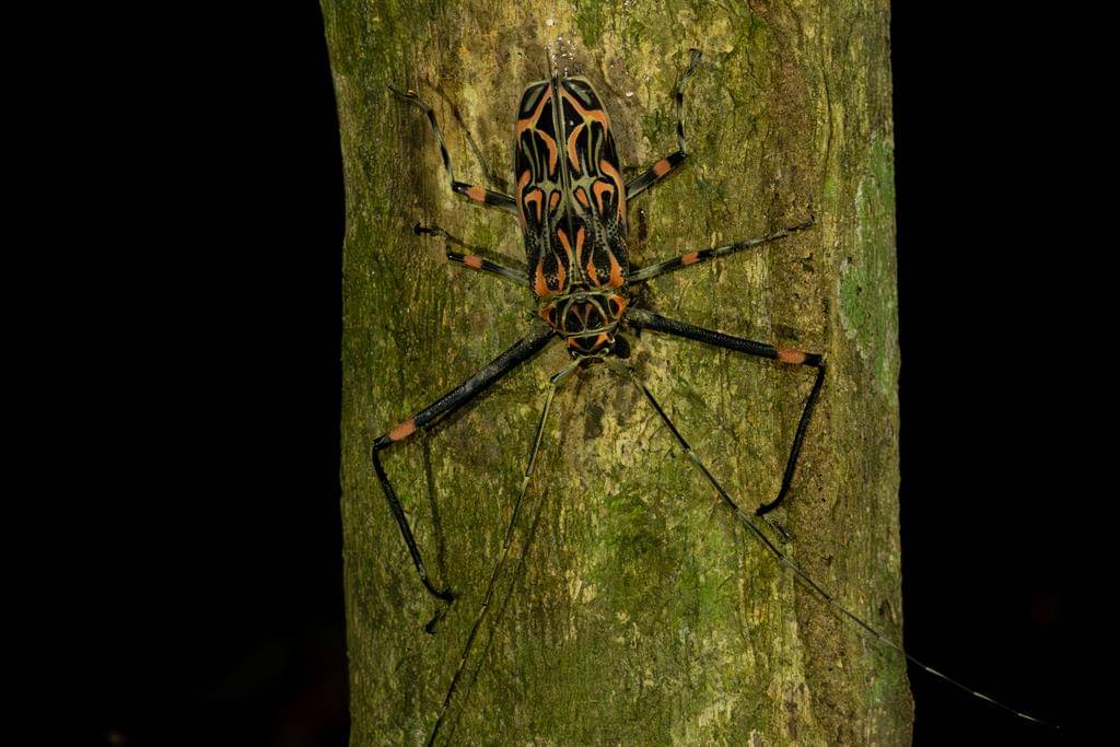 Acrocinus longimanus