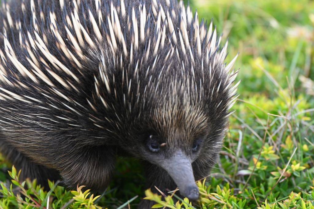 Short-beaked echidna 