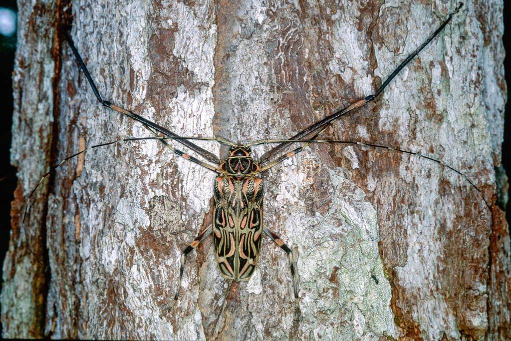 Acrocinus longimanus
