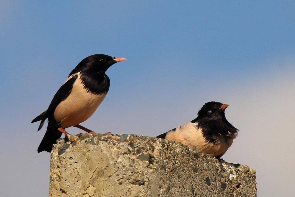 sepasang jalak mawar