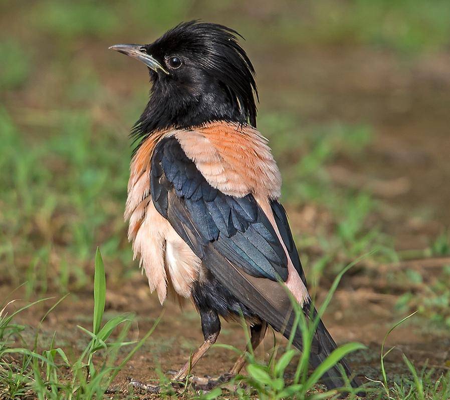 tampak dekat jalak mawar