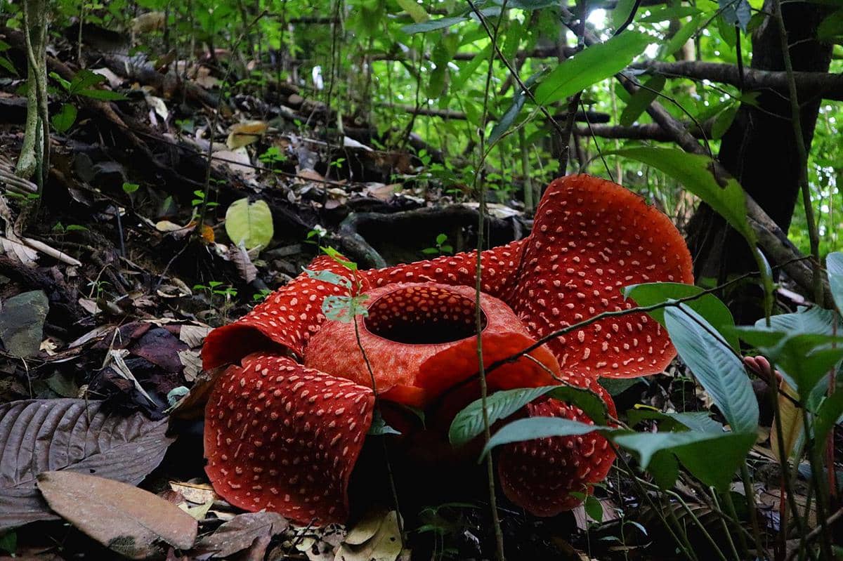 Bunga Rafflesia arnoldii yang tumbuh di Hutan Adat Dayak,  Desa Cipta Karya, Kabupaten Bengkayang, Kalimantan Barat