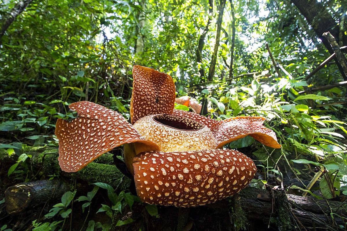 Bunga Rafflesia arnoldii mekar di habitatnya di Hutan Lindung Bukit Daun Register 5 Desa Tebat Monok Kabupaten Kepahiang Provinsi Bengkulu pada 21 April 2015