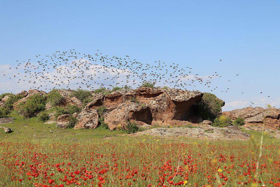 koloni jalak mawar terbang bersama