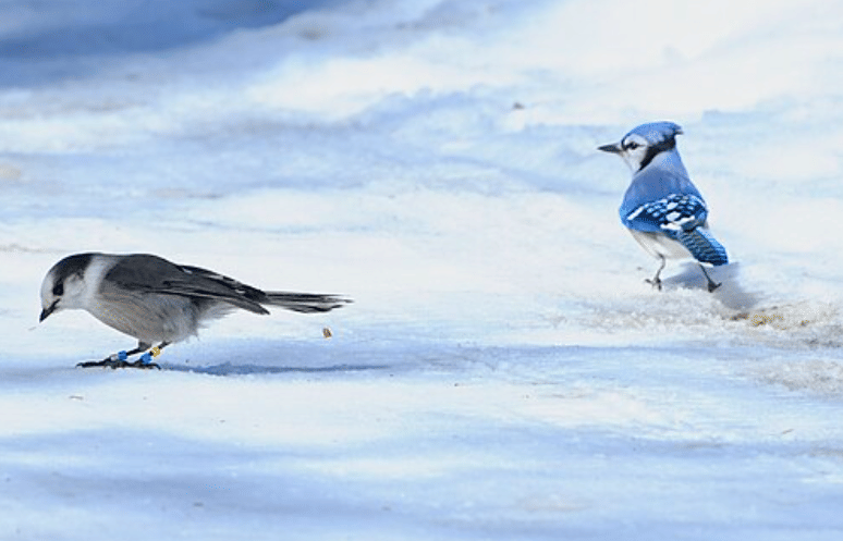 potret burung blue jay