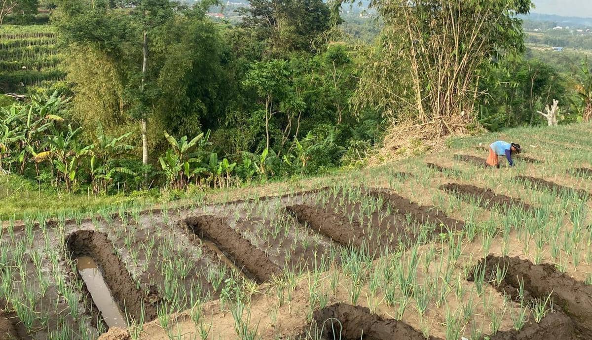 Petani Hortikultura di Malang