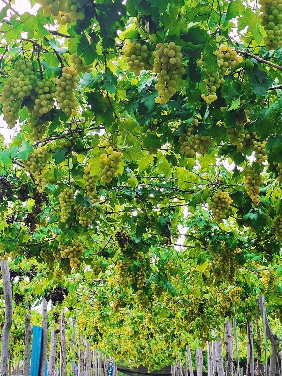 potret pohon anggur yang siap dipanen di kebun Warung Segara Mas (instagram.com/warung_segara_mas)