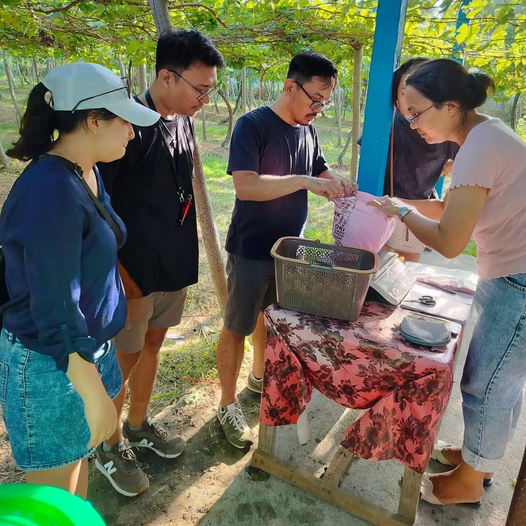 potret belanja anggur segar langsung dari kebunnya