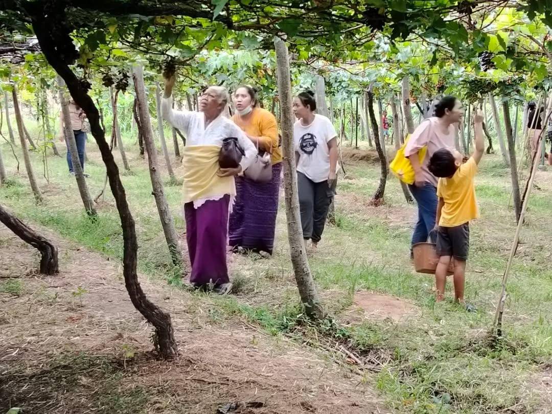 potret wisata petik anggur di Wira Grape Sejahtera, Kecamatan Seririt 