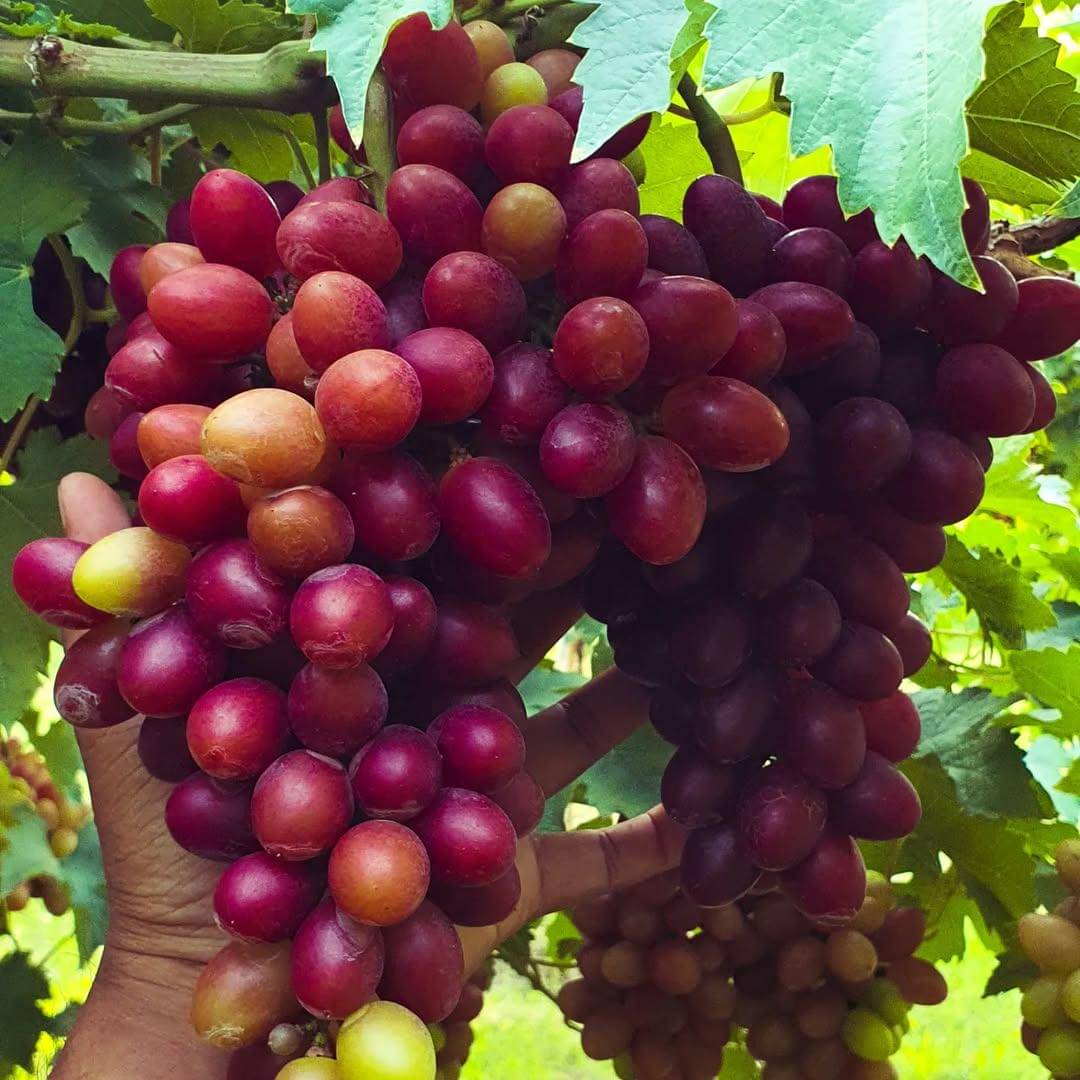 potret salah satu jenis anggur yang bisa dipanen