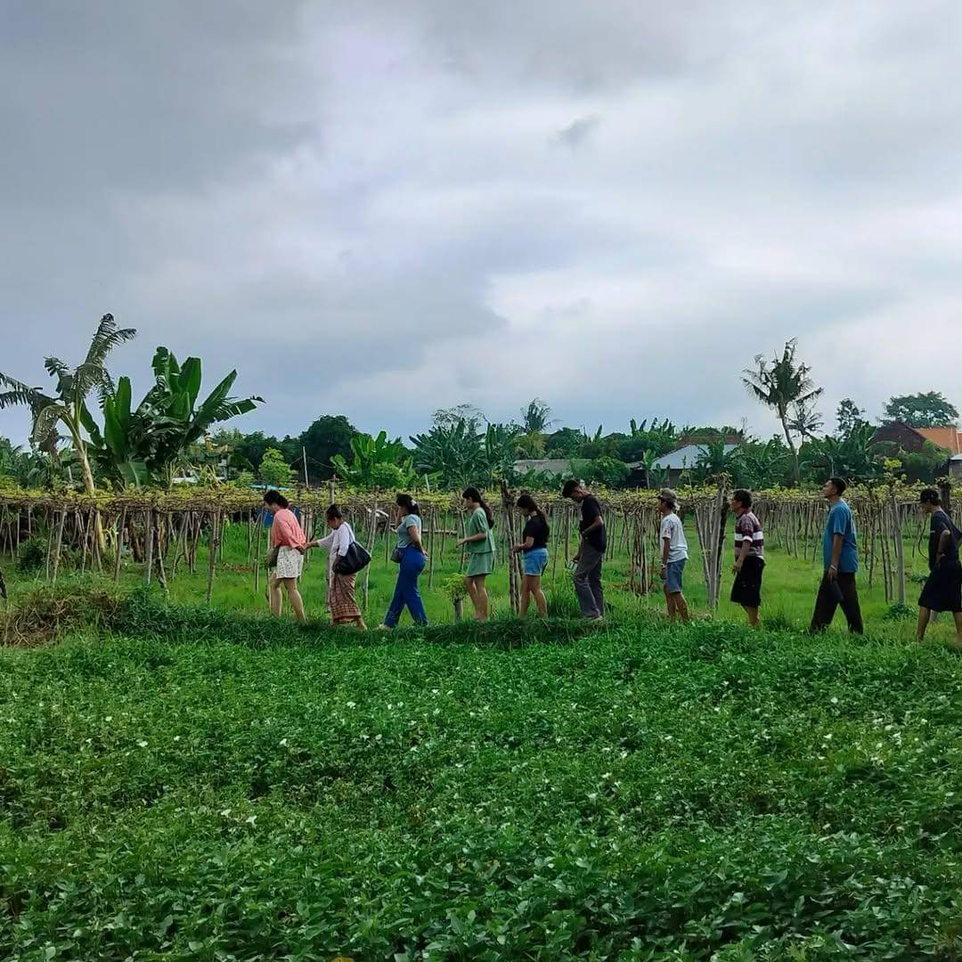 potret suasana di kebun anggur (instagram.com/wiragrapesejahtera)
