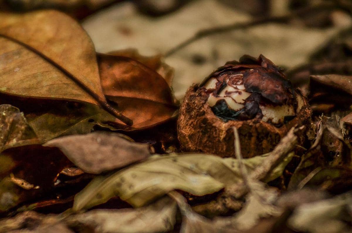 Umbi bunga Rafflesia arnoldii sebelum mekar di kawasan Cagar Alam Pananjung, Pangandaran, Jawa Barat