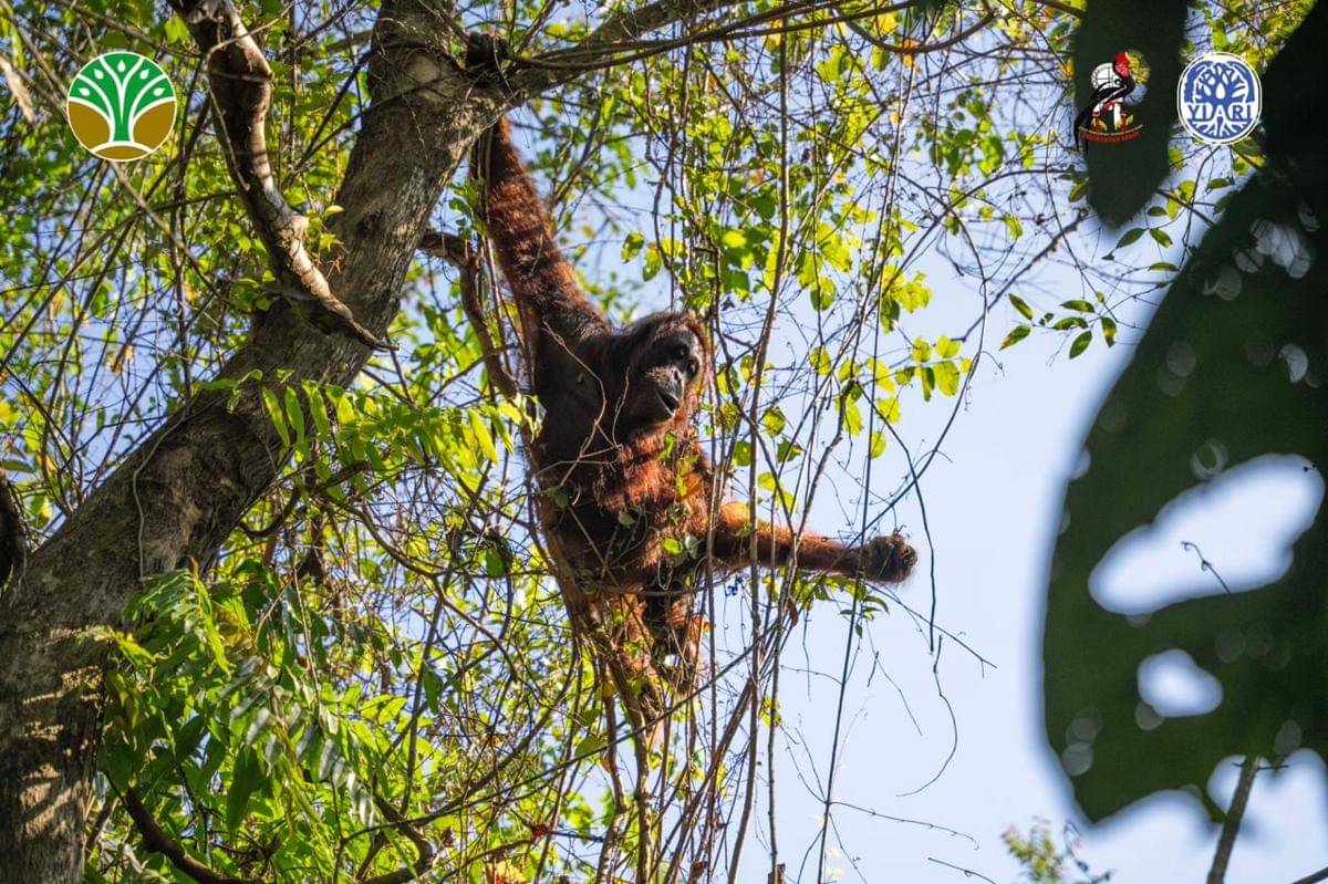 Induk dan anak orangutan dilepasliarkan ke tempat lebih aman.