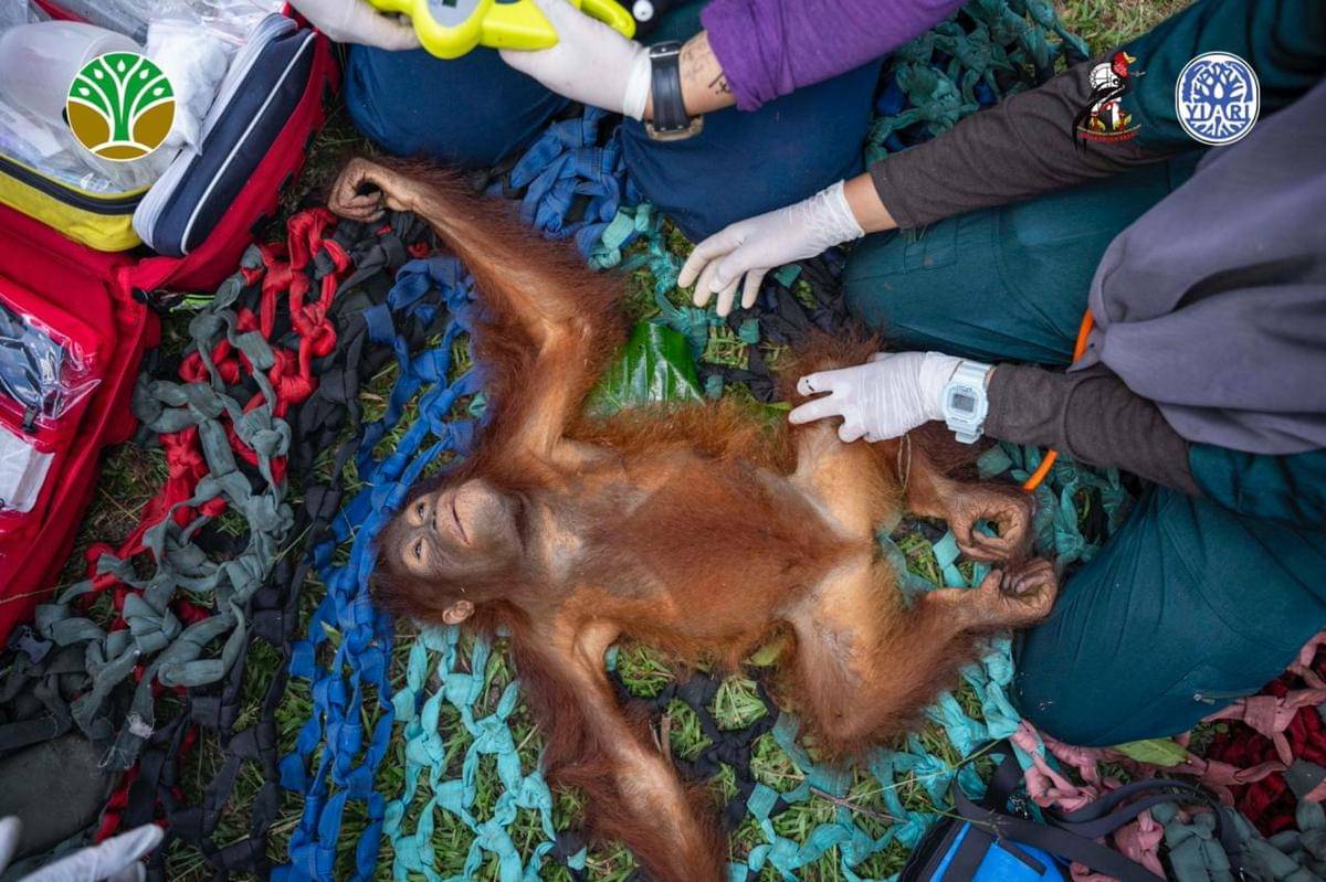 Orangutan diperiksa dokter sebelum ditranslokasi.
