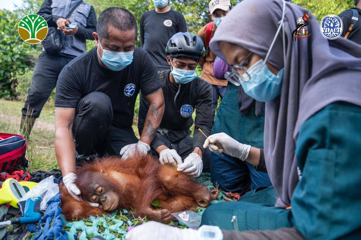 Kondisi sepasang orangutan yang hendak ditranslokasi sehat.