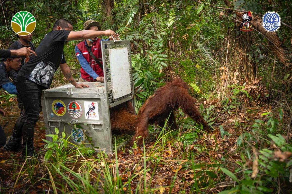 Sepasang orangutan ditranslokasi di Ketapang.