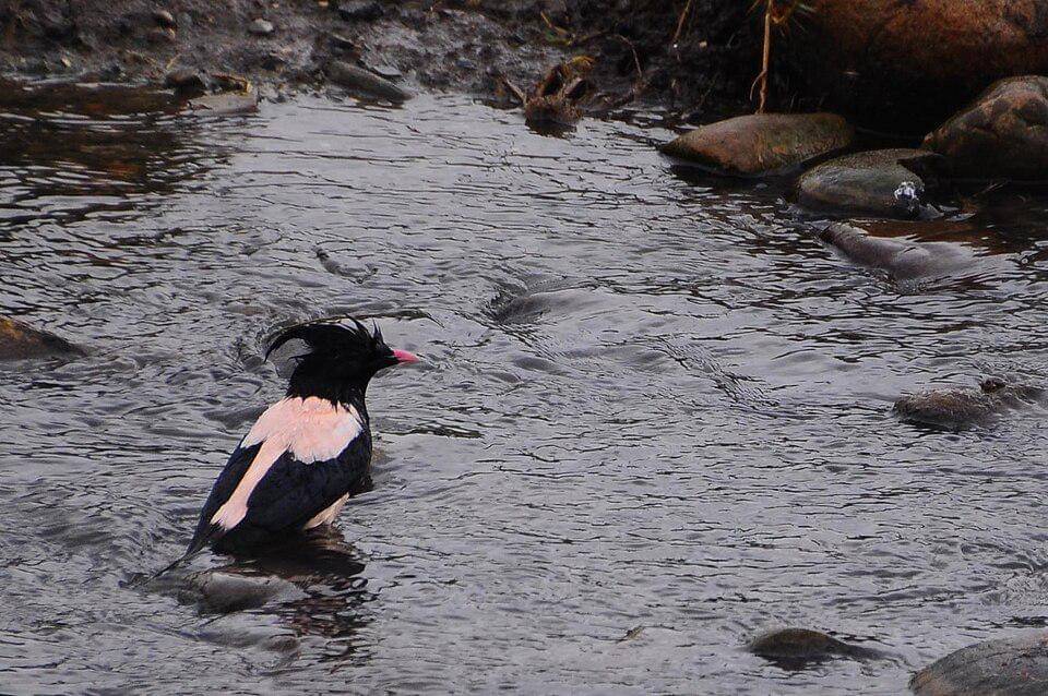 jalak mawar di sungai