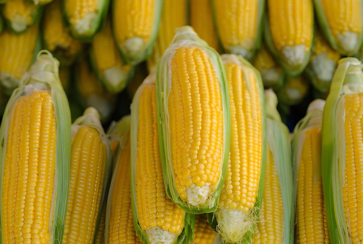 ilustrasi jagung manis