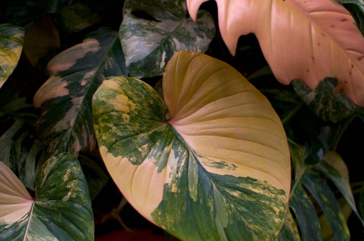 ilustrasi philodendron pink princess