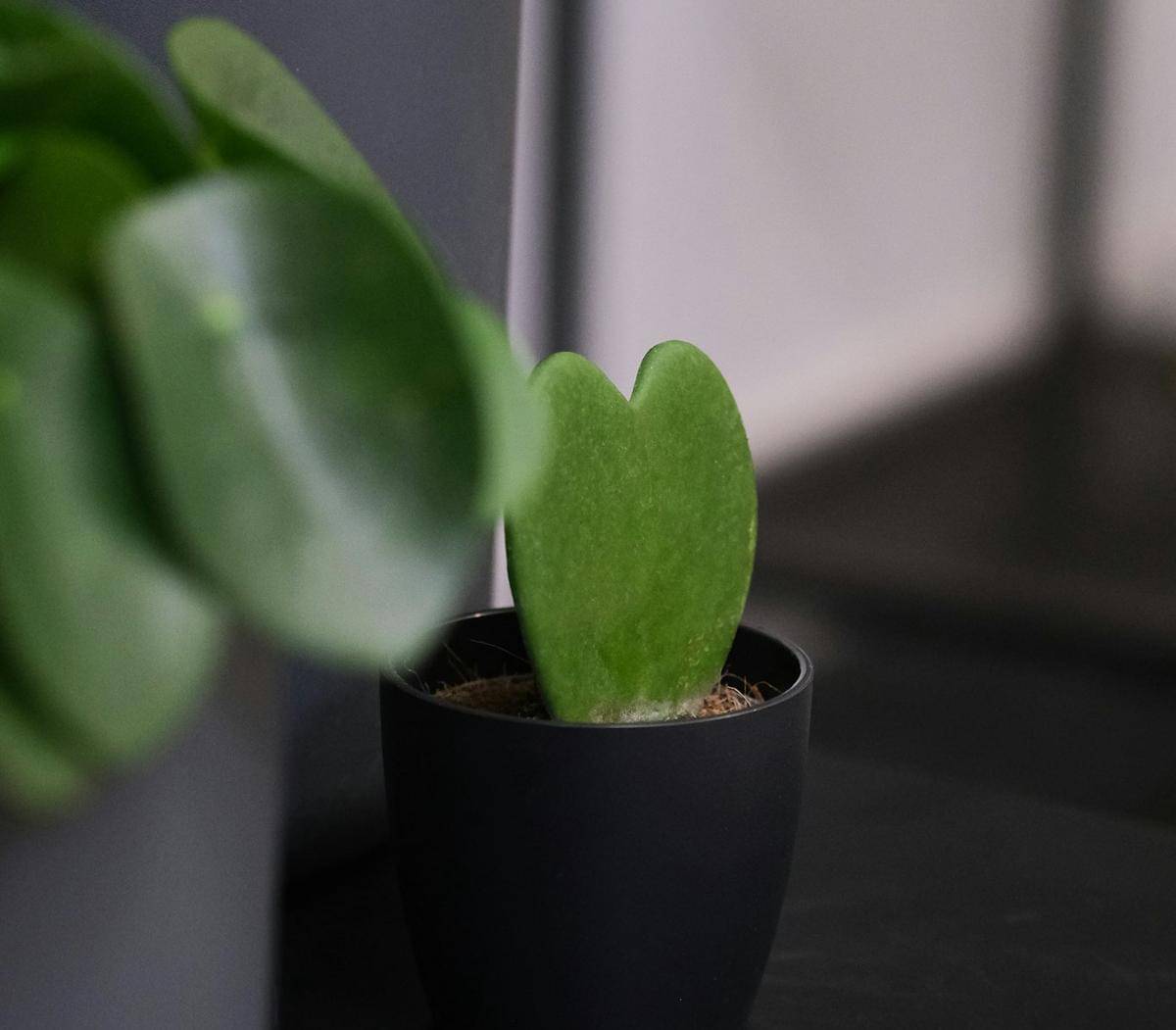 ilustrasi hoya kerrii