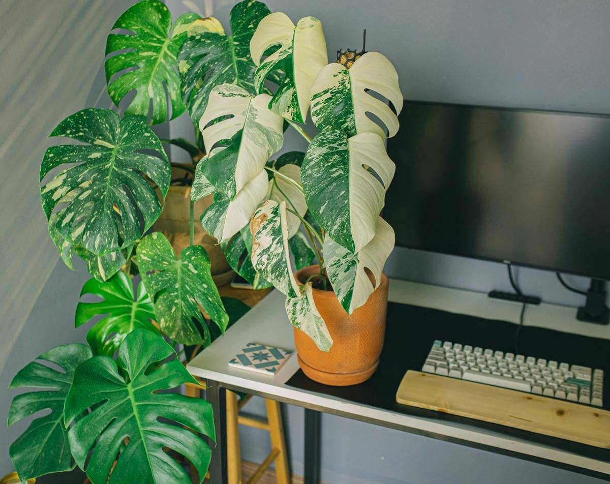 ilustrasi monstera variegata
