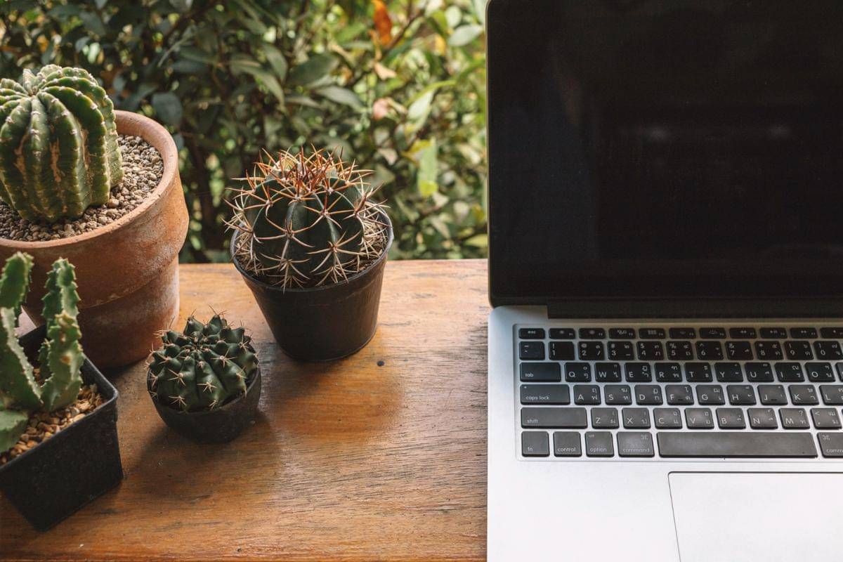 Ilustrasi tanaman mini di meja kerja