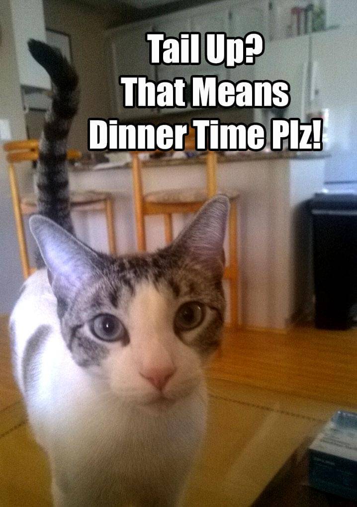 meme ekor kucing