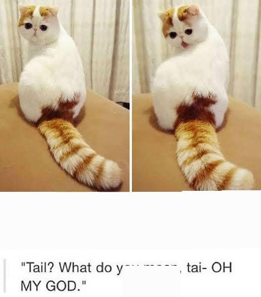 meme ekor kucing