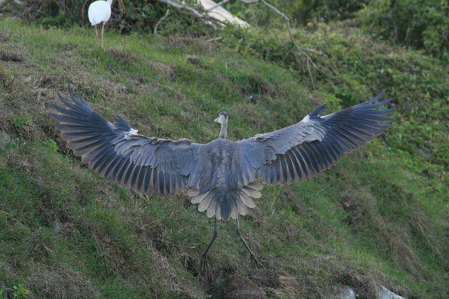 potret burung great blue heron