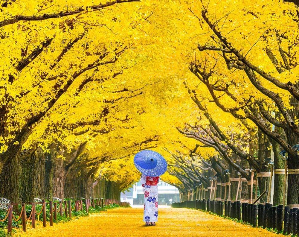 ilustrasi pemandangan di Meiji Jingu Gaien