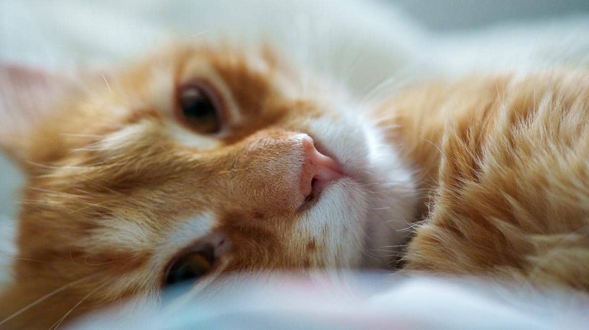 Kenapa Mayoritas Kucing Oren itu Cowok? Ini Penjelasan Ilmiahnya