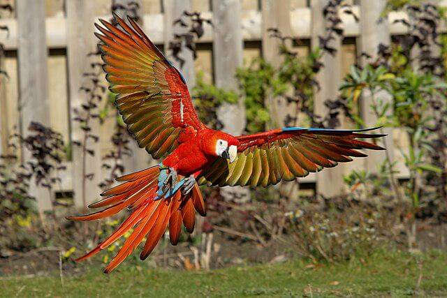 potret burung scarlet macaw