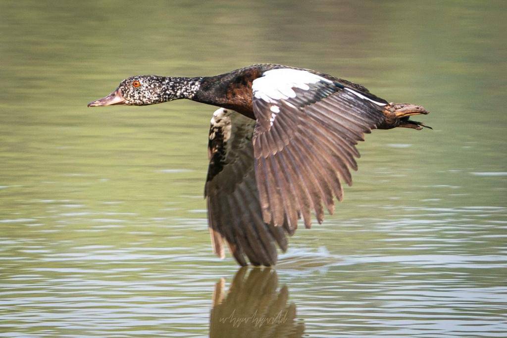 foto Asarcornis scutulata 