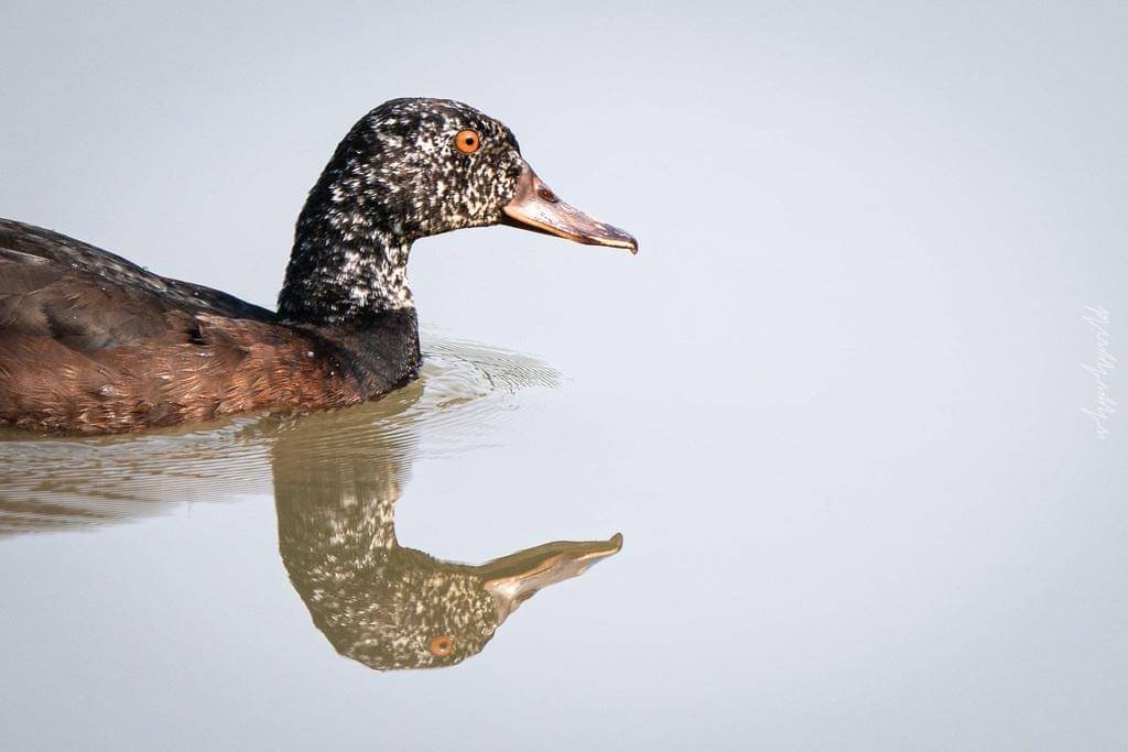 foto Asarcornis scutulata