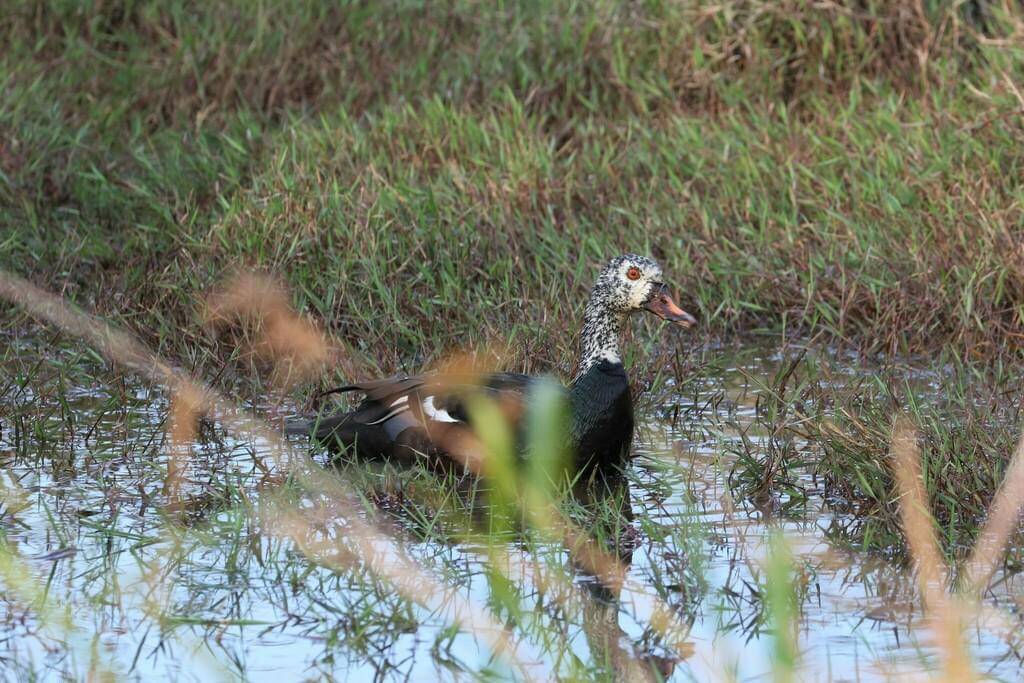 foto Asarcornis scutulata