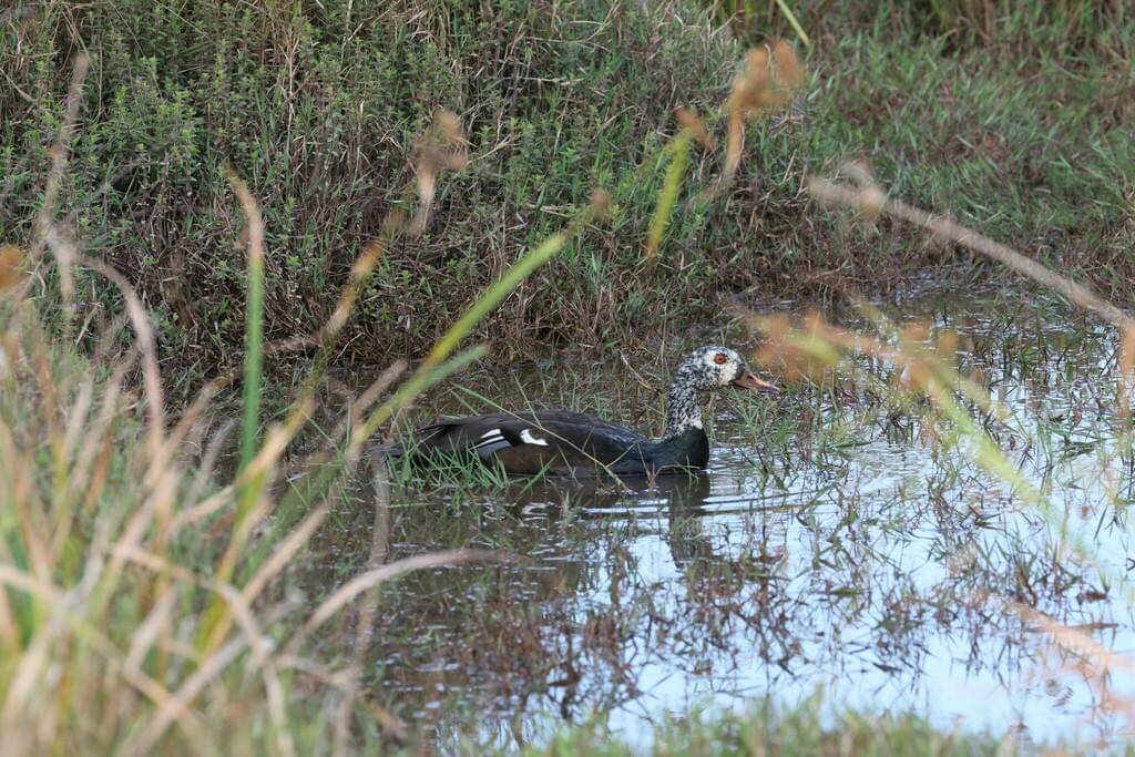 foto Asarcornis scutulata
